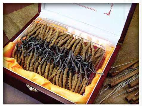 太平冬虫夏草回收